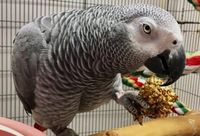 Ръчно хранене на папагали - 37895 варианти